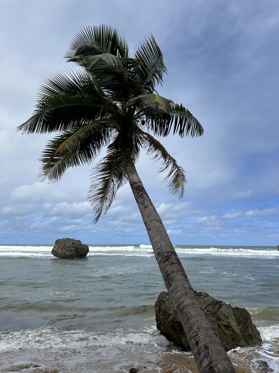 Palm Tree in Barbados 