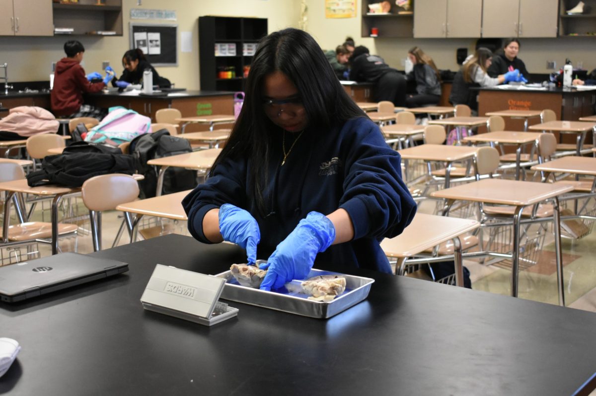 Students Dissect Hearts