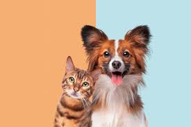 Coins For Canines & Cats
